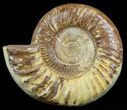 Large, Perisphinctes Ammonite - Jurassic #51350-1